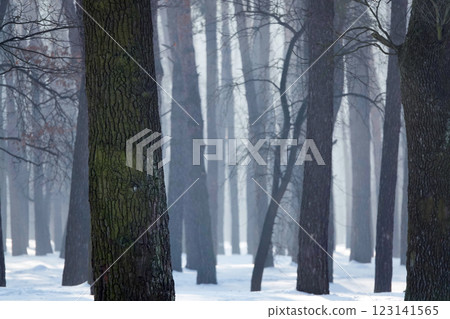 Winter forest with black tree trunks and sun gleams on snowdrifts Winter forest with black tree trunks and sun gleams on snowdrifts 123141565