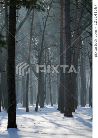 Winter forest with black tree trunks and sun gleams on snowdrifts 123141567