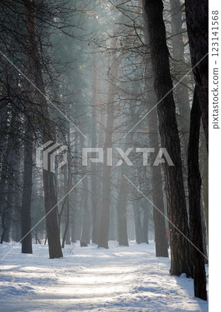 Winter forest with black tree trunks and sun gleams on snowdrifts Winter forest with black tree trunks and sun gleams on snowdrifts 123141568