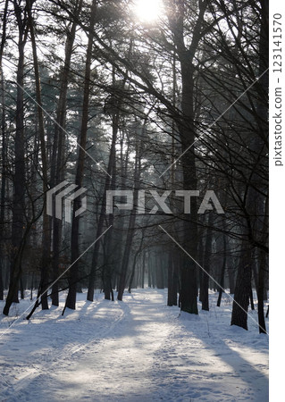 Winter forest with black tree trunks and sun gleams on snowdrifts Winter forest with black tree trunks and sun gleams on snowdrifts 123141570