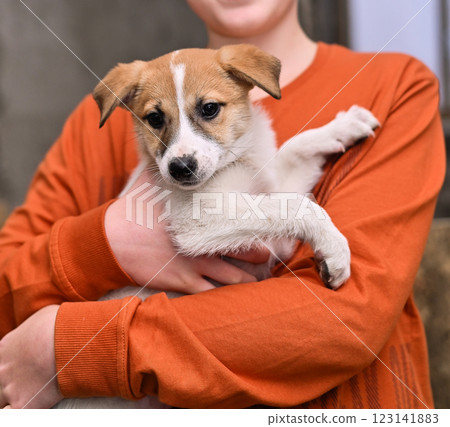 cute dog puppy in human hands 123141883