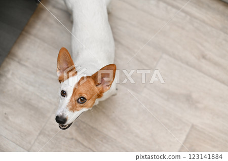 Portrait of a Jack Russell Terrier dog looking up 123141884
