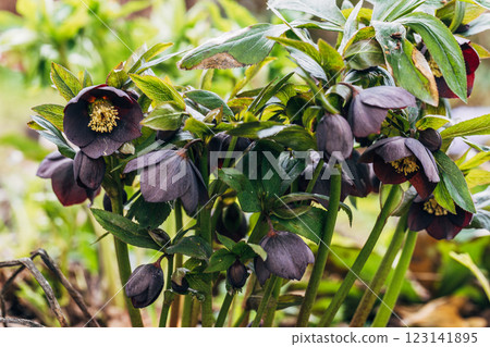 helleborus orientalis in purple macro helleborus orientalis in purple macro 123141895