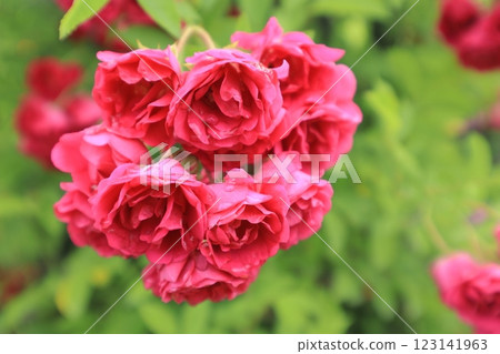 A red rose after the rain A red rose after the rain 123141963