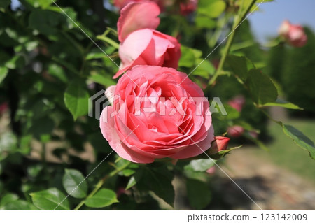 Pink rose in the garden 123142009