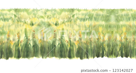 Field of corn or field of green grasses, yellow flowers or crops seamless border. Watercolor landscape, nature background with agricultural field. Hand drawn illustration isolated from background 123142027