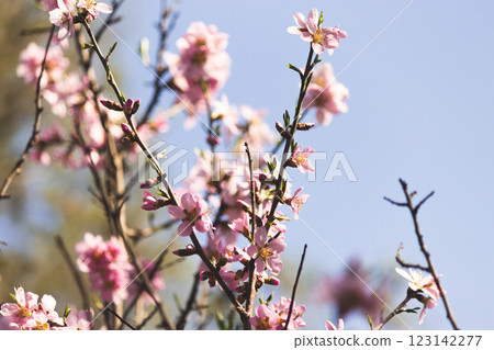 Blossoming Cherry Tree Branch on a Clear Day Sky Blossoming Cherry Tree Branch on a Clear Day Sky 123142277