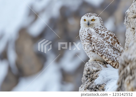 Snowy Owl (Bubo scandiacus) on a rock in winter Snowy Owl (Bubo scandiacus) on a rock in winter 123142552