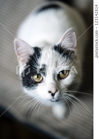 Cat looking forward. Domestic cat eyes portrait 123142814