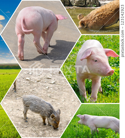 Portraits of cute pigs in the meadow. Collage. 123142923
