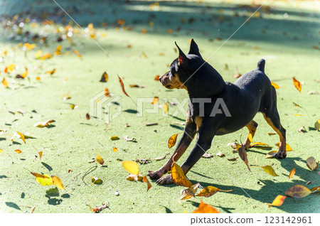 Black and tan dog watching falling autumn leaves. 123142961