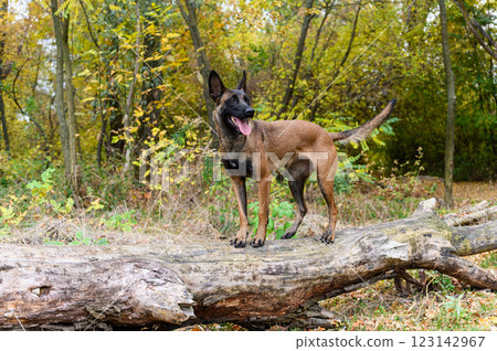 A Belgian Malinois dog stands confidently on a fallen tree in a forest. 123142967