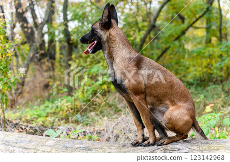 A Belgian Malinois dog stands confidently on a fallen tree in a forest. 123142968