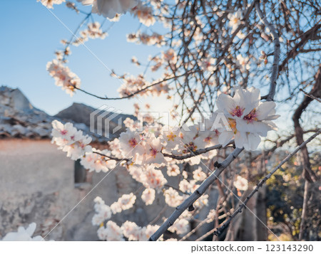 tree branch full of white flowers 123143290