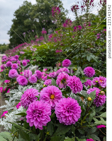 Lavish Garden with Pink Dahlias and Cleome Flowers Lavish Garden with Pink Dahlias and Cleome Flowers 123143342