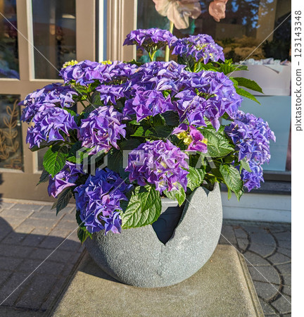 A lush purple hydrangea in a stylish cracked stone planter enhances the urban environment with natural beauty and elegance. 123143348
