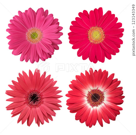 Four isolated pink and red gerbera flowers on a white background Four isolated pink and red gerbera flowers on a white background 123143349