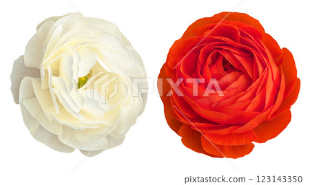 White and red ranunculus flowers isolated on white background White and red ranunculus flowers isolated on white background 123143350