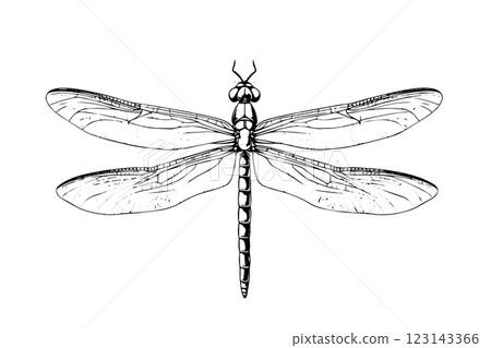 Dragonfly hand drawn ink sketch. Engraved style vector illustration. 123143366