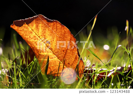 Close-up of colorful autumn leaves and natural sun flare - selective focus 123143488