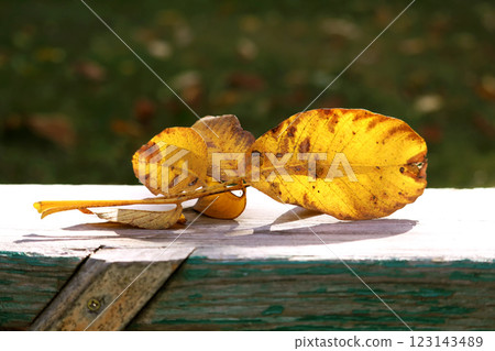 Close-up of a colorful autumn walnut tree leaf on an old, vintage wooden bench - selective focus 123143489