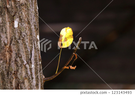 Close up of young walnut branch with yellow autumn leaf - selective focus, copy space, blurred background 123143493