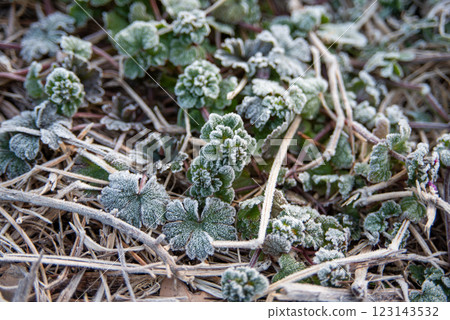 Frosted grass Frosted grass 123143532