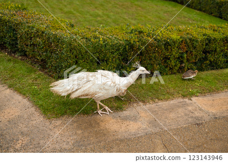 A white Indian peacock with a small cub carries its beautiful long tail in the garden of Prague Park in the Czech Republic. A white Indian peacock with a small cub carries its beautiful long tail in the garden of Prague Park in the Czech Republic. 123143946