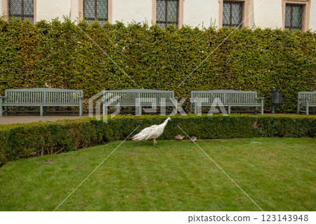 Beautiful white peacock with her chick walks on the ground in the park 123143948