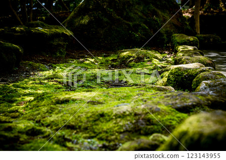 侘寂美學-靜謐的綠色地毯 侘寂美學-靜謐的綠色地毯 123143955