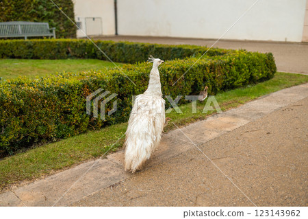 A white Indian peacock with a small cub carries its beautiful long tail in the garden of Prague Park in the Czech Republic. A white Indian peacock with a small cub carries its beautiful long tail in the garden of Prague Park in the Czech Republic. 123143962