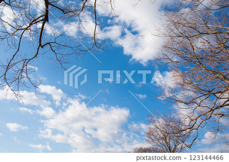 「冬日風景」藍天與落葉樹 123144466