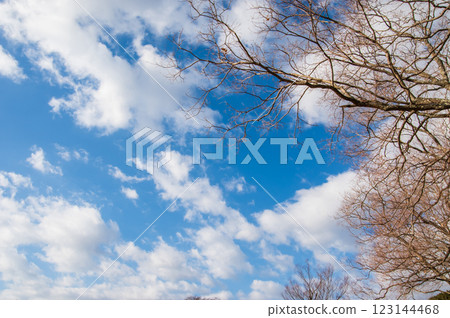"Winter Scene" Blue sky and deciduous trees 123144468