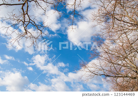 「冬日風景」藍天與落葉樹 123144469