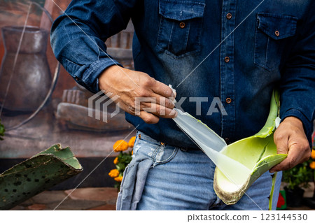 Tourist guide showing the importance of the agave plant for the antique cultures to a group of tourists at the Teotihuacan archaeological site. 123144530