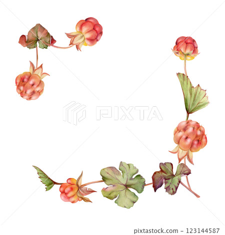 Cloudberry raspberry on stems with green leaves hand drawn in watercolor, red ripe forest berry. Square corner frame isolated botanical illustration. Restaurant, cafe menu, farmers market, recipe book 123144587