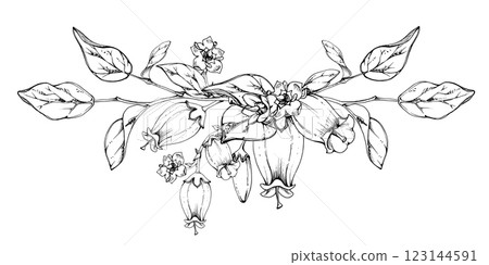Blueberry white bell flower and bud with plant leaves on branches, hand drawn in ink vector, wildflower botanical illustration. Isolated garland composition, for scrapbooking, wedding, florist shop Blueberry white bell flower and bud with plant leaves on branches, hand drawn in ink vector, wildflower botanical illustration. Isolated garland composition, for scrapbooking, wedding, florist shop 123144591