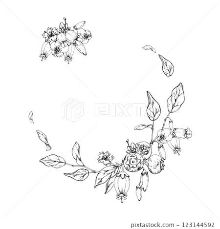 Blueberry blackberry, white bell flowers, hand drawn in ink vector, ripe forest berry bunch on branches. Isolated botanical garland wreath frame illustration. Wedding menu, farmers market, cosmetics 123144592