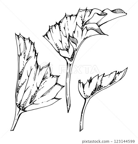 plant leaves of bush tree flower, foliage hand drawn vector ink, cloudberry alchemilla ladys mantle geranium. Isolated botanical illustration. Wedding florist, scrapbooking decoupage, cosmetics 123144599