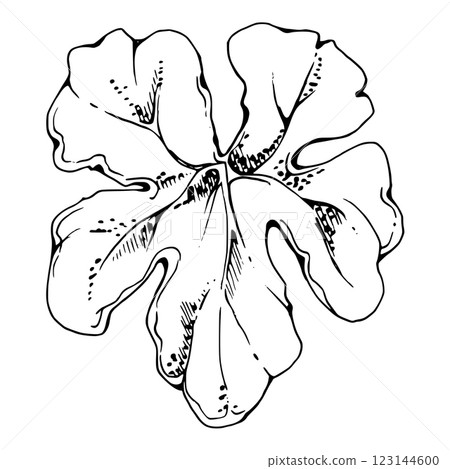 plant leaf of flower, bush tree foliage hand drawn vector ink, cloudberry alchemilla ladys mantle geranium. Isolated botanical illustration. Wedding florist, scrapbooking decoupage, cosmetics 123144600