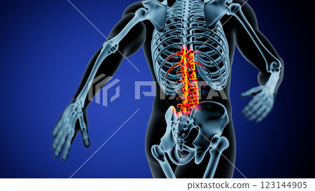Vibrant Anatomical Illustration of the Human Spine and Pelvis Vibrant Anatomical Illustration of the Human Spine and Pelvis 123144905