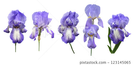 Iris germanica set tender light pink beige garden flower with bud and stem selective focus close-up, cutout with clipping path object, floral design element, clipart for card, invitation decor Iris germanica set tender light pink beige garden flower with bud and stem selective focus close-up, cutout with clipping path object, floral design element, clipart for card, invitation decor 123145065