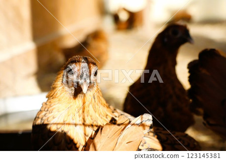A Beautiful Collection of Brown Chickens Roaming in a Sunlit and Cozy Coop Environment 123145381
