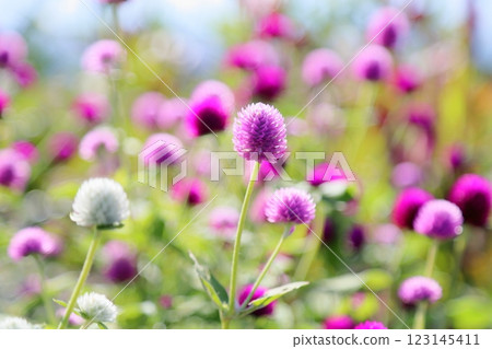 Cute globe amaranth flowers Cute globe amaranth flowers 123145411