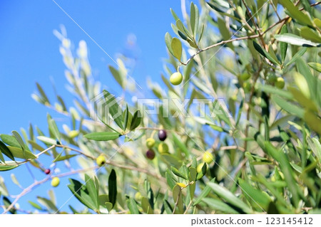 清新的橄欖果 123145412