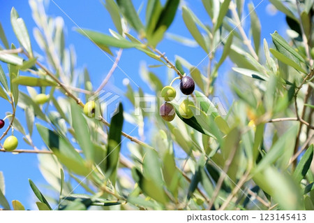 Refreshingly colored olives 123145413