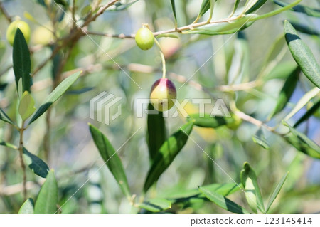 Refreshingly colored olives 123145414