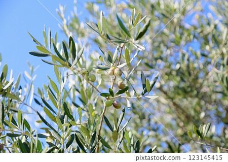Refreshingly colored olives 123145415