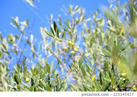 Refreshing olive fruit Refreshing olive fruit 123145417