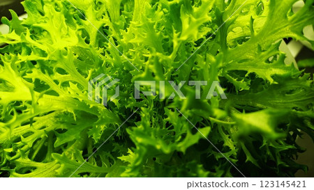 A Detailed CloseUp of Vibrant Fresh Green Leafy Lettuce with Rich Textures and Colors A Detailed CloseUp of Vibrant Fresh Green Leafy Lettuce with Rich Textures and Colors 123145421